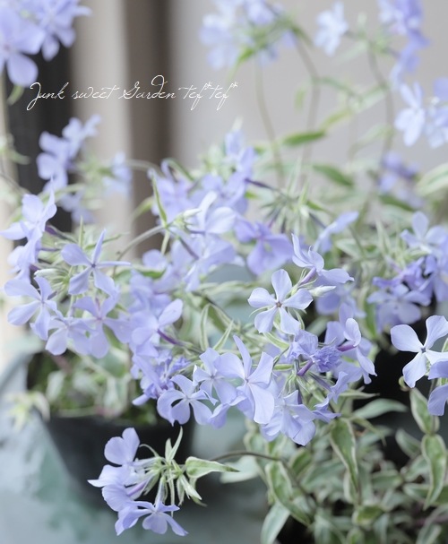 �ɺ������������ե��å������إ��ȥ������ȥꥫ�顼��