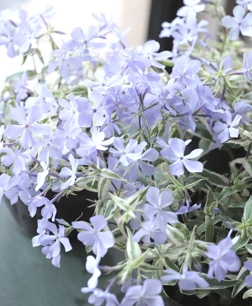 �ɺ������������ե��å������إ��ȥ������ȥꥫ�顼��