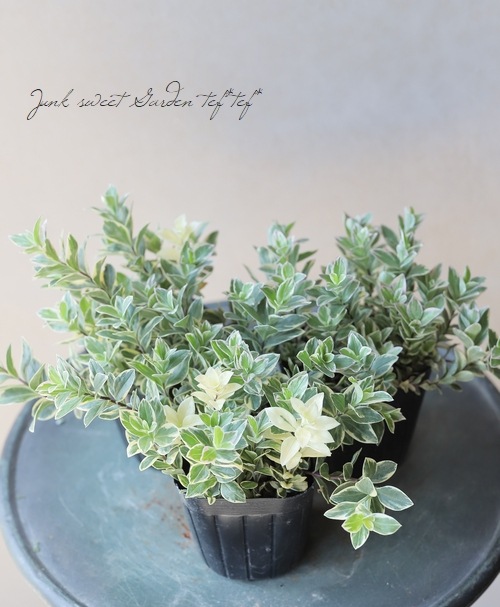 �ɺ������������ե��å������إ��ȥ������ȥꥫ�顼��