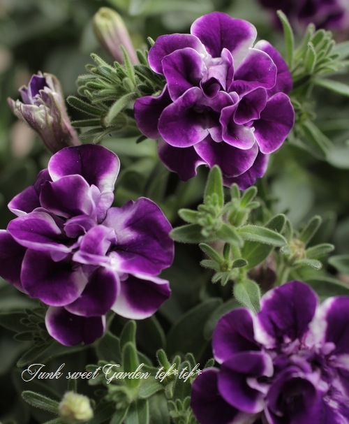 ペチュニア・プレミアムコレクション 『ブルーサファイヤ』 | すべての