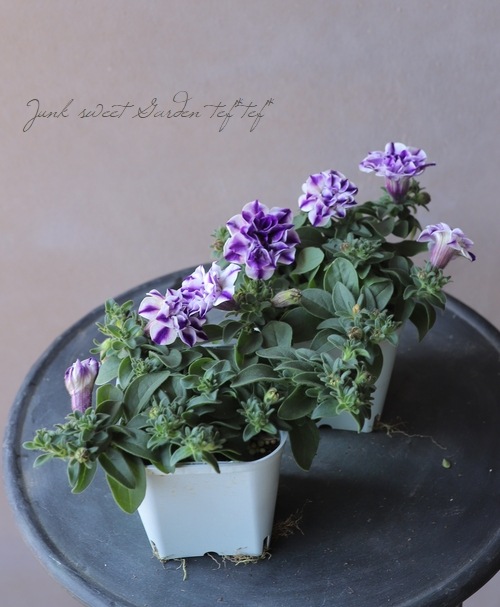 ペチュニア・プレミアムコレクション 『ブルーサファイヤ』 | すべての