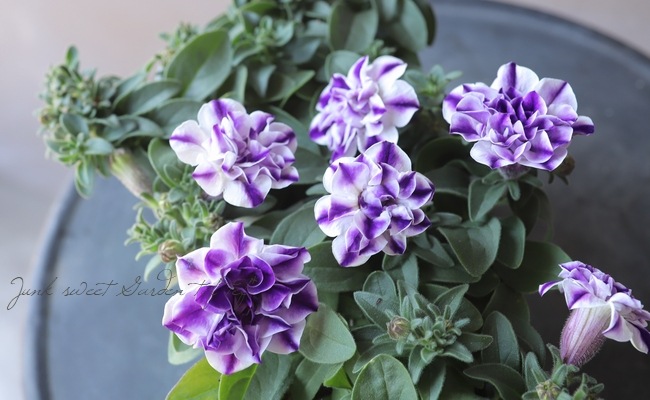 ペチュニア プレミアムコレクション ブルーサファイヤ すべての商品 Junk Sweet Garden Tef Tef