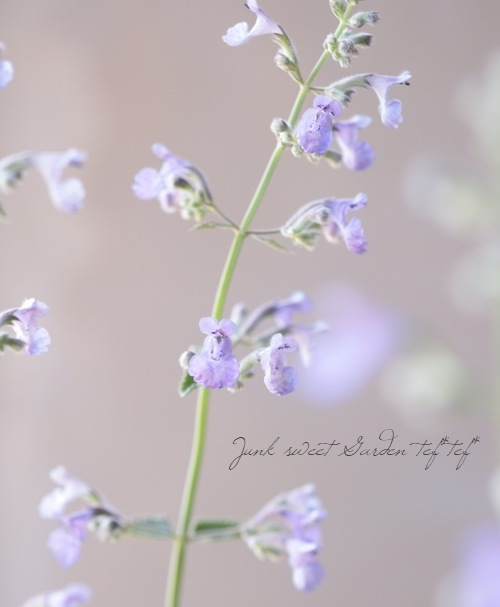 ネペタ キャットミント シックスヒルズジャイアント ポット苗 祝開店 大放出セール開催中