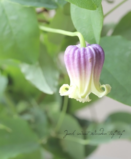 壷型クレマチス・ヴィオルナ系 『オリジナルブルー』【B】 | すべての