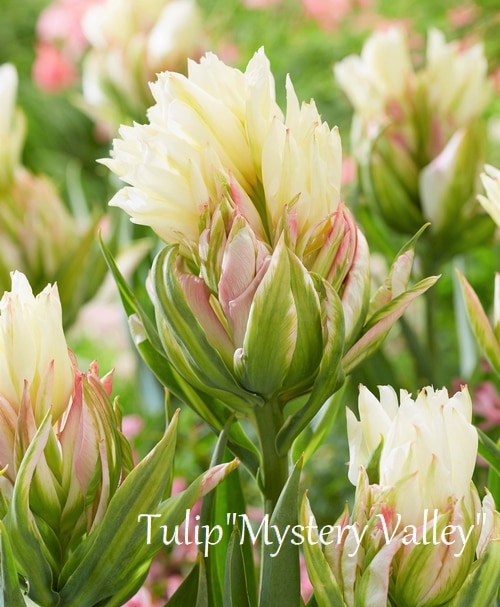 �ڵ庬�� �Ѥ��餭���塼��åס��إߥ��ƥ꡼�Х졼��