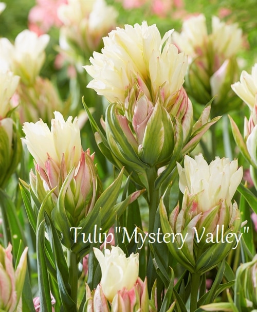 球根】 変わり咲きチューリップ 『ミステリーバレー』 | すべての商品