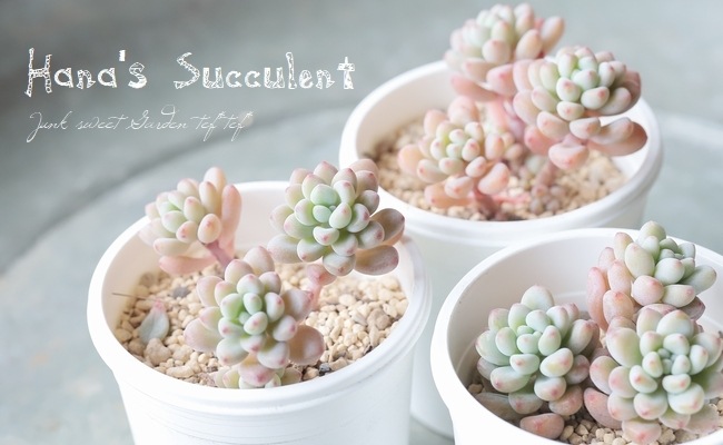 ��¿����ʪ�� �ѥ��٥ꥢ��¿Ƭ�� �إѥ��ե����� �ڤϤʤ�����¿���ۡ�