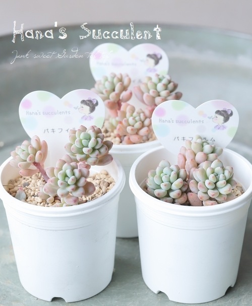 ��¿����ʪ�� �ѥ��٥ꥢ��¿Ƭ�� �إѥ��ե����� �ڤϤʤ�����¿���ۡ�