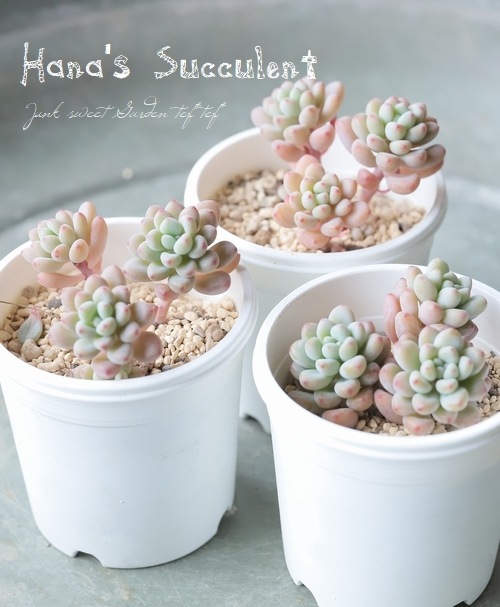 ��¿����ʪ�� �ѥ��٥ꥢ��¿Ƭ�� �إѥ��ե����� �ڤϤʤ�����¿���ۡ�