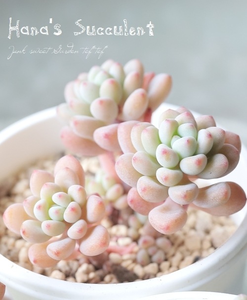 ��¿����ʪ�� �ѥ��٥ꥢ��¿Ƭ�� �إѥ��ե����� �ڤϤʤ�����¿���ۡ�