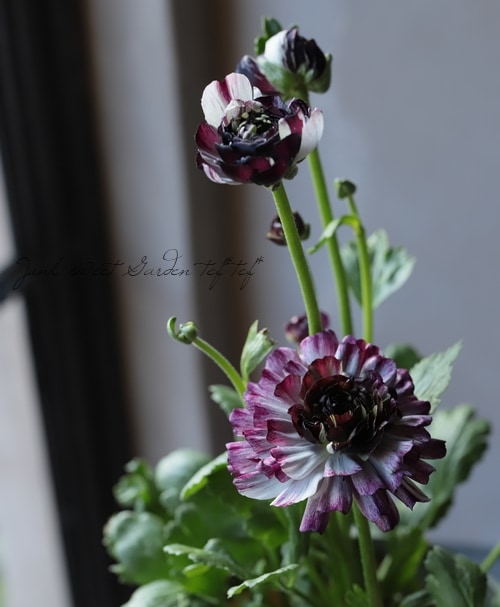 ラナンキュラス 『イカロスパープル』 【U】タイプ 株小さめ15%off