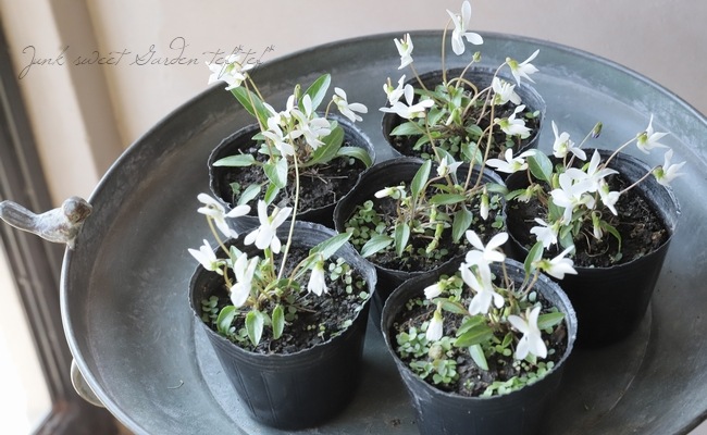 宿根スミレ 『新島すみれ』 | すべての商品 | | Junk sweet Garden tef