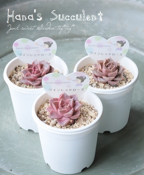 ��¿����ʪ�� �����٥ꥢ �إ磻���åɥ������� �ڤϤʤ�����¿���ۡ�