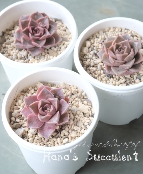 ��¿����ʪ�� �����٥ꥢ �إ磻���åɥ������� �ڤϤʤ�����¿���ۡ�