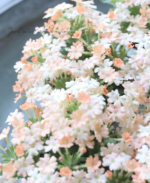 �ɺ��С��٥ʡ������ �إԡ�����