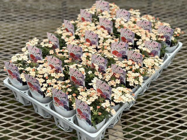 �ɺ��С��٥ʡ������ �إԡ�����