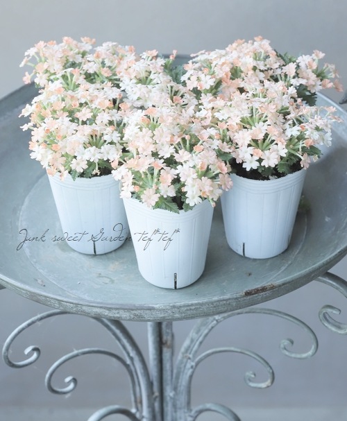 �ɺ��С��٥ʡ������ �إԡ�����