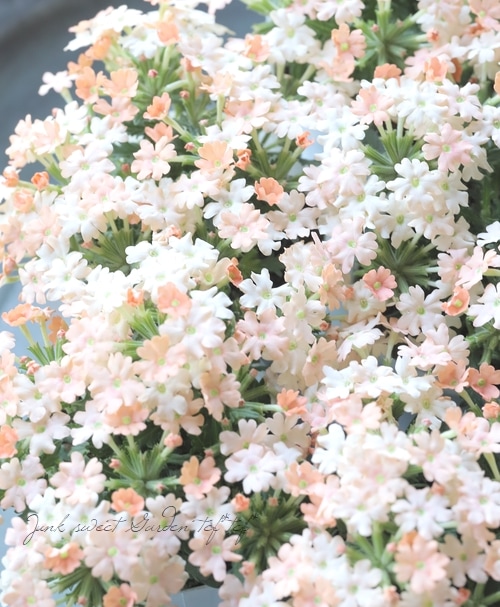 �ɺ��С��٥ʡ������ �إԡ�����