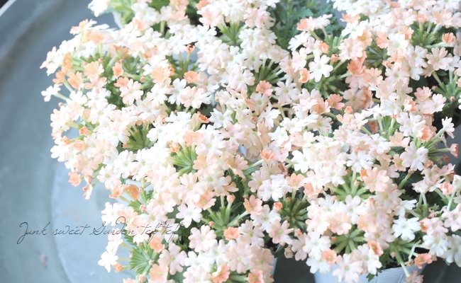 �ɺ��С��٥ʡ������ �إԡ�����