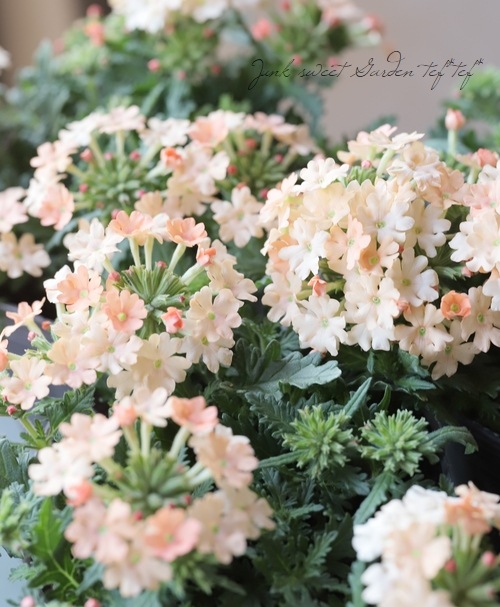 �ɺ��С��٥ʡ������ �إԡ�����