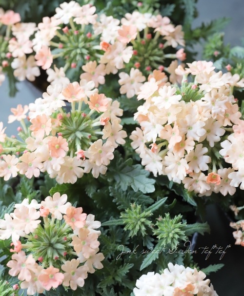 �ɺ��С��٥ʡ������ �إԡ�����