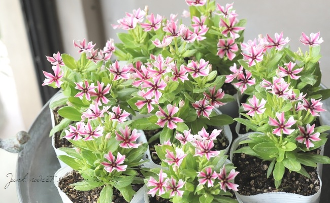 北島園芸オリジナル】ニチニチソウ 『茜花火』 ライムグリーンリーフ