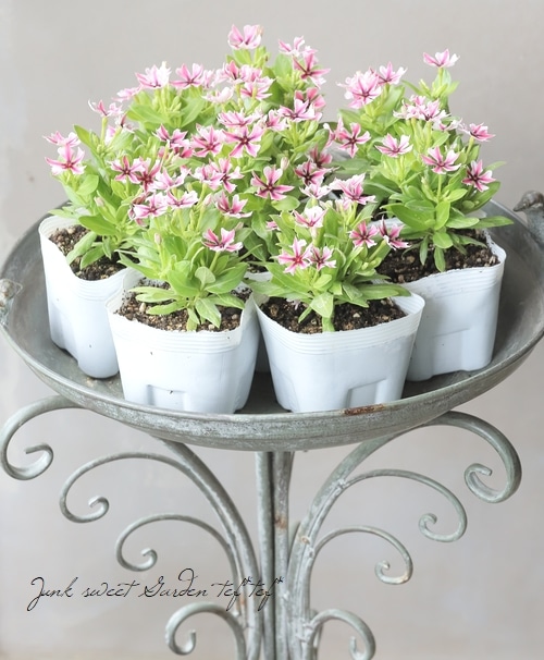 北島園芸オリジナル】ニチニチソウ 『茜花火』 ライムグリーンリーフ