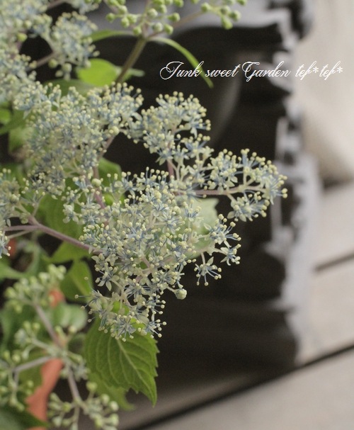 K　　アオモジ山採り苗(小さめ) K 様専用 アオモジ山採り苗(小さめ) 【公式通販】