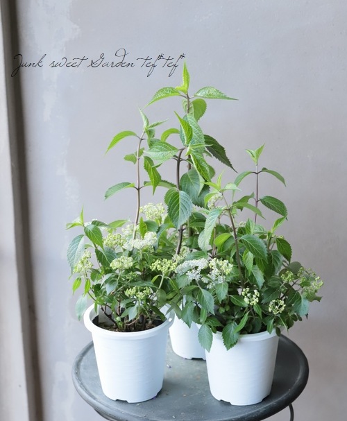 原種系・山紫陽花 『奥多摩小紫陽花』 | すべての商品 | | Junk sweet