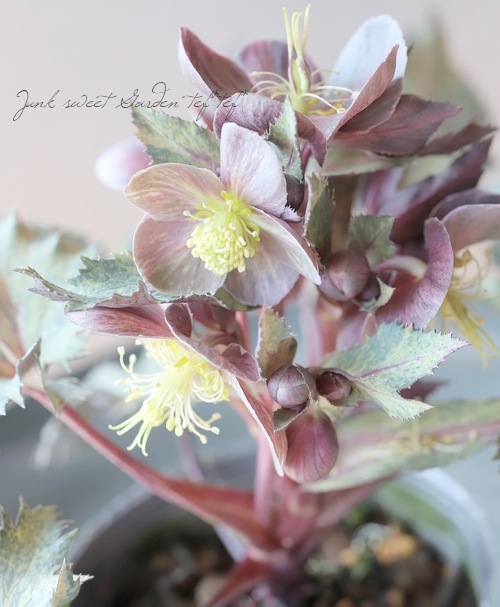 松村園芸・カラーリーフのクリスマスローズ 『ステルニー・カレイド