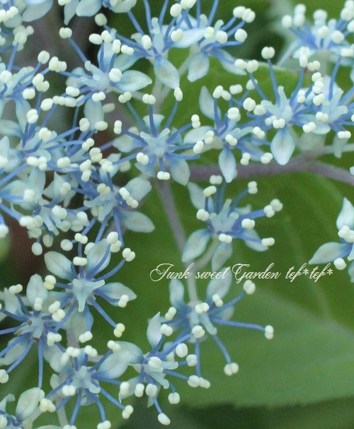 原種系 山紫陽花 奥多摩小紫陽花 すべての商品 Junk Sweet Garden Tef Tef