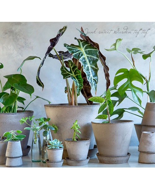 �ڻ��ߡ��̲�Bergs Potter �� Julie���꡼�� �ڥ��졼�� ��21cm �������դ�������