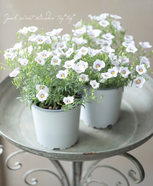 ニーレンベルギア・オーガスタ 『ブルーリング』 | すべての商品