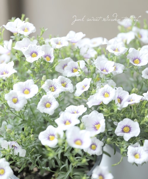 ニーレンベルギア・オーガスタ 『ブルーリング』 | すべての商品