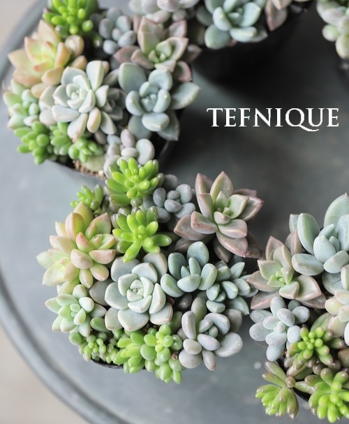 多肉植物】『Yourself！寄せ植え』【Gタイプ】 | すべての商品