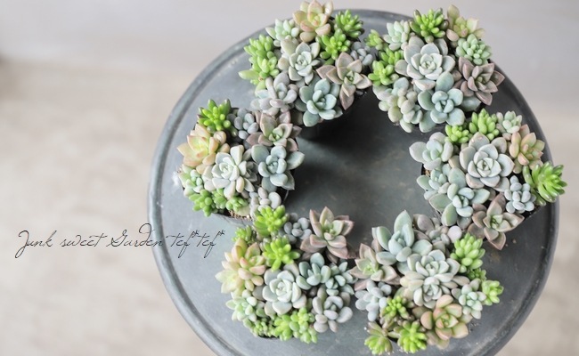 多肉植物】『Yourself！寄せ植え』【Gタイプ】 | すべての商品