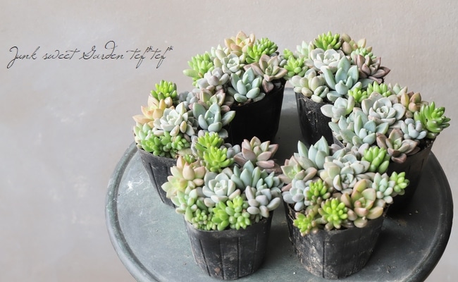 多肉植物寄せ植え❤️ 多肉植物】『Yourself！寄せ植え』【Gタイプ】 | すべての商品