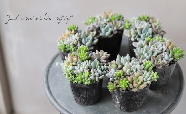 多肉植物】『Yourself！寄せ植え』【Gタイプ】 | すべての商品