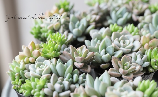 多肉植物】『Yourself！寄せ植え』【Gタイプ】 | すべての商品