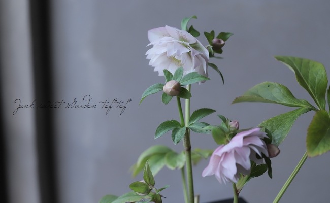 クリスマスローズ 富山県・松浦園芸 『多弁ダブルピンク』 No.45