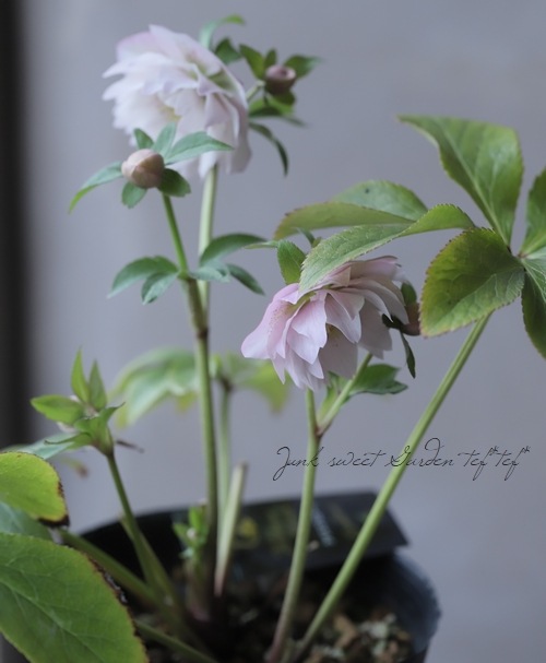 クリスマスローズ 富山県・松浦園芸 『多弁ダブルピンク』 No.45