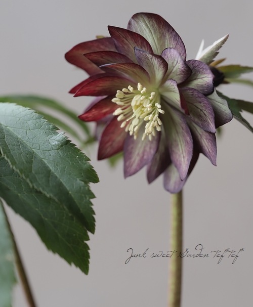 クリスマスローズ 『原種系（クロアチカス系）グレープバイカラー