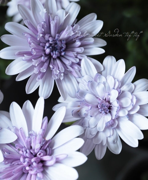 八重咲きダブル・オステオスペルマム 3D 『シルバー』 | すべての商品