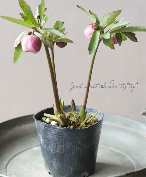 大和園】 クリスマスローズ 『カップ咲きピンクダブル』 2026【S