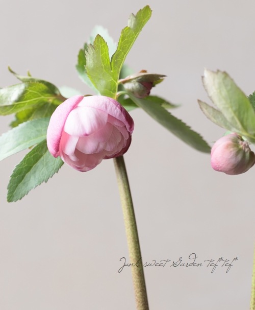 大和園】 クリスマスローズ 『カップ咲きピンクダブル』 2026【S