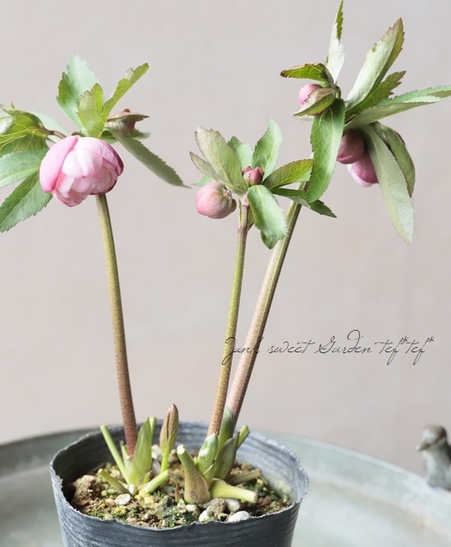 大和園】 クリスマスローズ 『カップ咲きピンクダブル』 2026【S