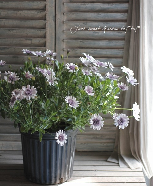 八重咲きダブル オステオスペルマム 3d シルバー 葉少なめ すべての商品 Junk Sweet Garden Tef Tef 八重咲きダブル オステオスペルマム 3d シルバー 葉少なめ すべての商品 Junk Sweet Garden Tef Tef