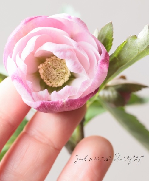 大和園】 クリスマスローズ 『カップ咲きピンクダブル』 2026【S