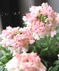 �С��٥ʡ��ޥ���ޥ������ �إ��ץꥳ�åȡ�