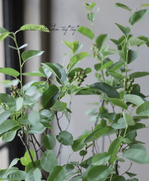 ڲ̼ Ǿѥʼ塼٥꡼إ꡼ȡ